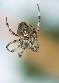 angulatus.jpg