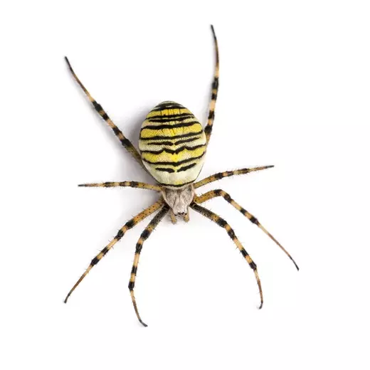 argiope.jpg