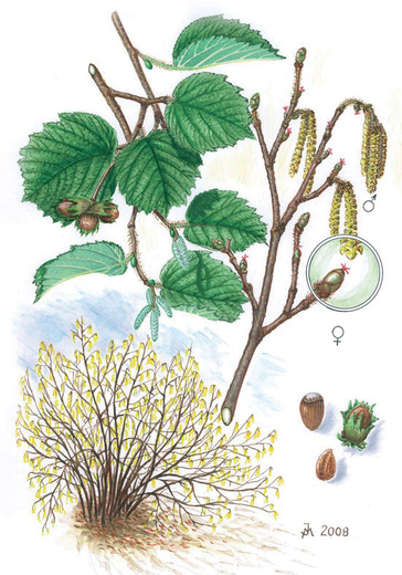 liska-obecna.jpg