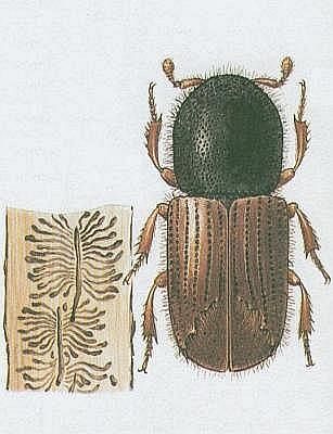 lykožrout.jpg