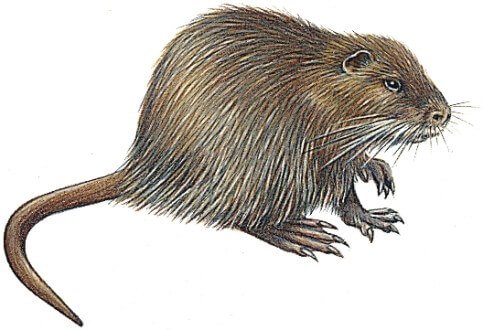 nutrie2.jpg