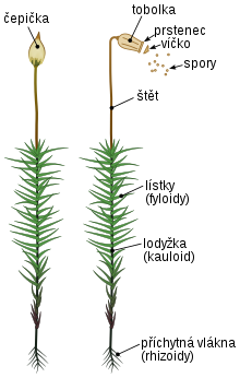 plonik.png