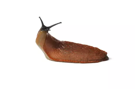 plzak.jpg