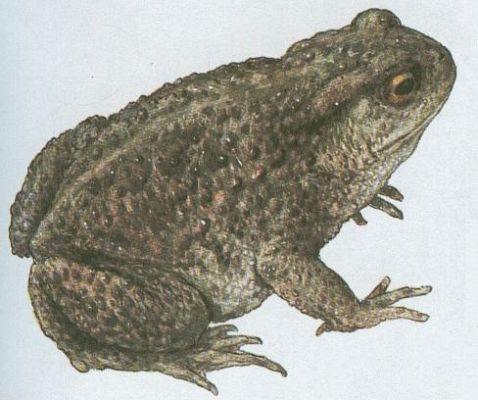 ropucha.jpg