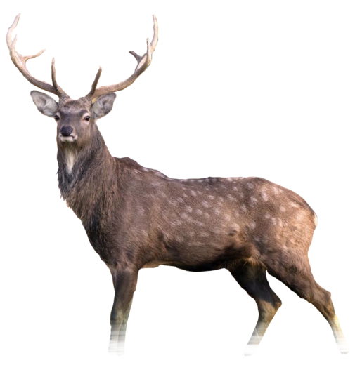 sika.png