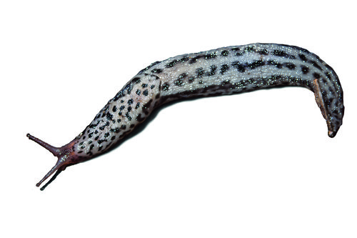 slimak.jpg