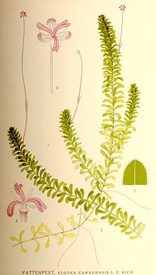 vodni or.jpg