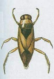 znakoplavka.jpg