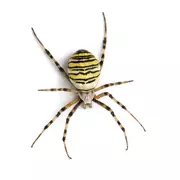 argiope.jpg