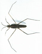 Bruslarkaobecna.jpg