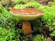 hribhnedherb1.jpg