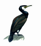 kormoran.jpg