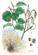 liska-obecna.jpg