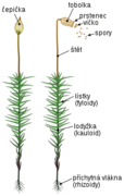 plonik.png