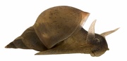 plovatka-bahenni1.jpg