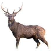 sika.png
