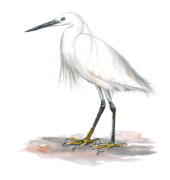 volavka-stribrita.png